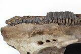Hadrosaur (Edmontosaurus) Maxilla With Teeth - Montana #211226-2